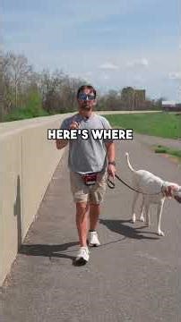 This CAUSES dog reactivity!