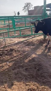 American Bull for sale 03042928053 | Captain Dairy Farm | Facebook