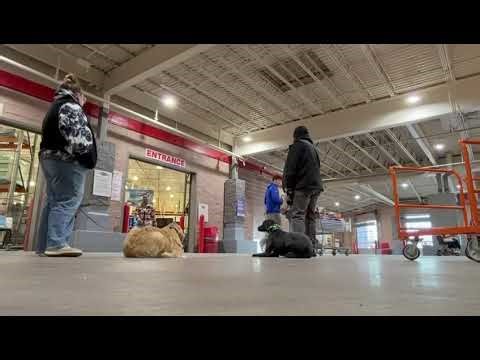 Golden retriever Training | do obedience school | puppy training | behavior modification | OBKS