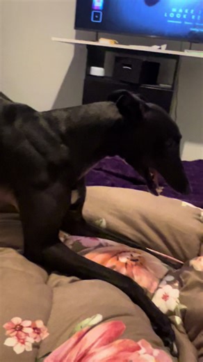 greyhoundlover15 on TikTok