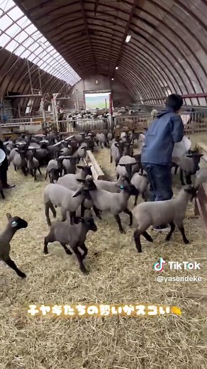 焼尻めん羊牧場にお邪魔しました！ 羊たちの１日をご覧ください🐑 #焼尻島 #北海道 #動物のいる暮らし #1人旅 #HOKKAIDO #TRAVEL