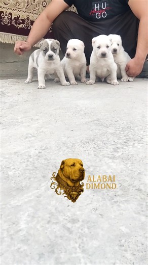 the beautiful puppy alabai 😍👍🏼 #alabai #alabailife #bigdogs