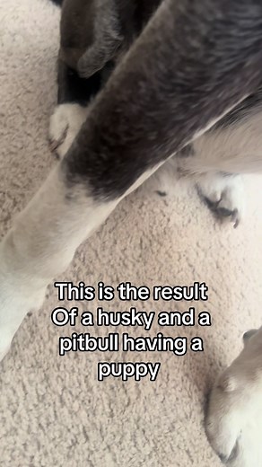 Husky and Pitbull Puppy Mix: Adorable Results!