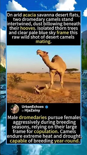 Two Dromedary Camels Mating On Arid Acacia Desert Plainforyou #fyp #animals #funny