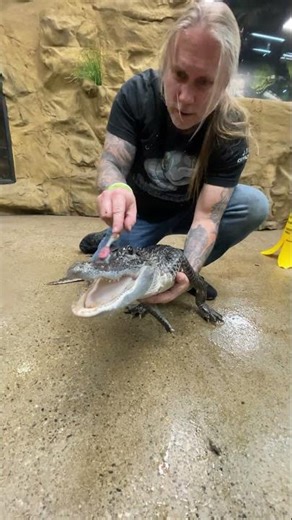 Cleaning Alligator With A ToothBrush! #reptiles