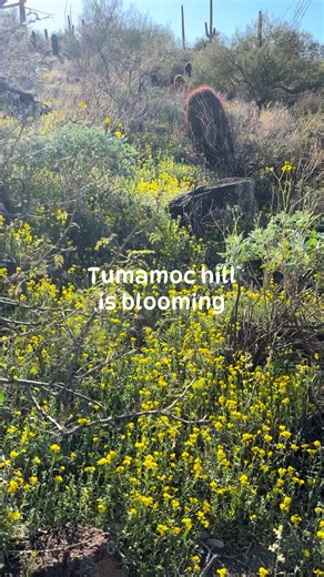 Tumamoc hill in Tucson, Arizona is full of wildflowers! Specifically Gordon’s bladderpod, brittlebush and even some ocotillo flowers. The weather is so beautiful, hope you all get outside and enjoy it. 💛🌼💛 #wildflowers #desertwildflowers #desertflowers #arizona #tumamoc