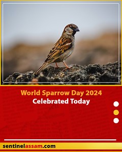 Sparrows are small birds which have adapted themselves to the urban...