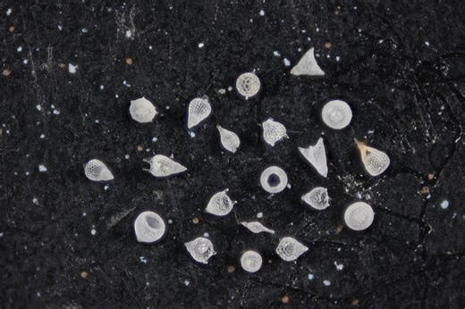 Micropaleontology | Here I'm showing you a sand sample from Barbados | Facebook