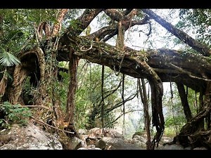 Living Root Bridges and other Structures - Engineering and Design Overview