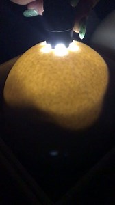 2.3K views · 83 reactions | Chick Update: The first set of baby ostrich chicks are going to hatch very soon! Have you ever seen a baby ostrich move inside of its egg?? It's what we call internal pipping. Stay tuned for a glimpse of external pipping too! #babyostrichchicks #socute #ostrichranch #getmeoutofthisegg #roostercogburnostrichranch #rcor | Rooster Cogburn Ostrich Ranch | Facebook