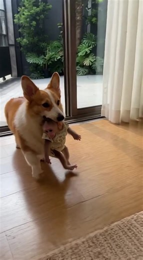 Baby Monkey Relaxing with Dogs: A Heartwarming Moment