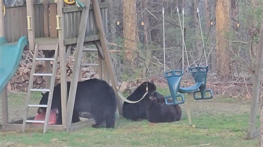 Silly bears goof around on a swing set and slide