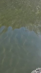 103K views · 663 reactions | Muskies being Muskies ‍♀️ it’s almost worse when you can physically see them not giving a rip. #muskies #fishing #kayakfishing #fishingismysport #esox #muskyfishing #outdoors #girlswhofish | Kristine Fischer | Facebook