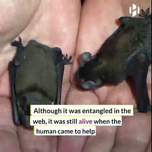Scientists discover a Spider that eats Bats. | Hashem Al-Ghaili