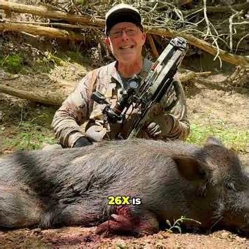 Hog Hunt Success: Annihilator Broadhead & Ravin Crossbow #shorts