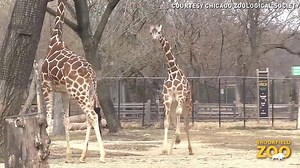 1.4M views · 11K reactions | This giraffe is all of us in the spring weather. | USA TODAY | Facebook