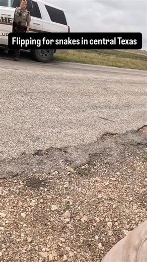 Lampropeltis flipalatta (Kyle) on Instagram: "@fully_erept and @reptile_reefer and myself got out for a day this spring to look for kingsnakes in central Texas, and were met with ratttlesnakes everywhere we went, but we did end up with one nice prairie kingsnake. To watch the whole day, follow the link in my bio to YouTube #herping #texas #flipping #flipclip #illegal"