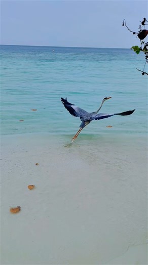 Grey Heron on the beach maldives vibes #maledives#beach#Indianocean#shortvideo#shorts#resort #foryou