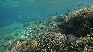 1K views · 71 reactions | Damselfish — like the ones seen swimming over this reef — make up the majority of the 300 or so species in the Pomacentridae family. With an average size of two inches long, these fish may be small, but they're often noticed by divers thanks to their bright hues. | The Ocean Agency | Facebook