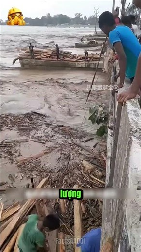 Bí Mật Về Những Khối Gỗ Trôi Mang Lại Lợi Nhuận Khổng Lồ!