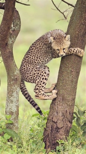 3.4K views · 32 reactions | Every leap, chase, and tumble. Cheetah cubs learn survival through play as well as the cats do, practicing the speed, balance, and agility they’ll need as future hunters of the savanna. #cats #catslovers #bigcats #BalanceIsKey | Porcupine Tours | Facebook