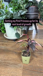 I took my Pink Princess out of its pot and found a very long buried stem. The top node actually had two different root systems growing from it, so I snapped the stem in half — I didn’t need all that stem length for the new setup. • The bottom half went back into soil. • The top half got its roots washed off and moved to a Grow Thiccly grow lid. PPP roots are often black, deep red, or dark brown. The newest roots usually come in soft pink instead of white — and even when they’re dark, they can st