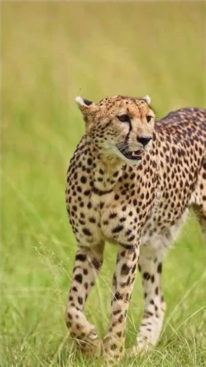 Cheetah Looking Some #wildlife #jimcorbettwildlifeandnatureview #animals #birds #lion #nature#giraff