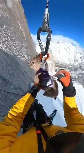 Climber Airlifts Stranded Ibex Kid From Cliff in the Alps