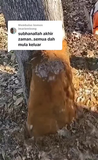 Tree Resin Extraction Process: A Close-Up Look