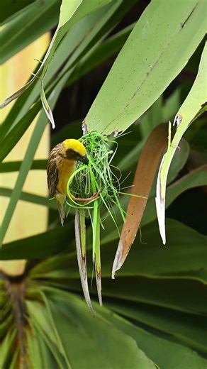 First step to making Nest 🪺 #birds #viralbird