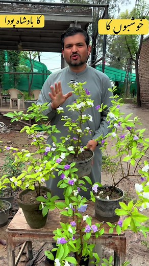Gardening in Pots: Easy Guide for New Gardeners