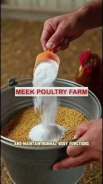 Nobody Tells You the Right Way to Use Salt in Poultry Production #chicken #healthychicken