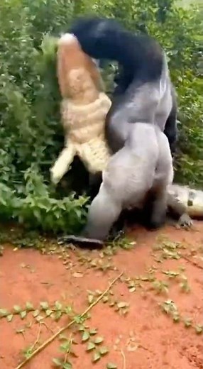 Father Gorilla Saves Baby From Crocodile Attack - Incredible Rescue 😱