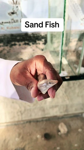 Have you experienced this Sand fish #sandfish #desert #fishtok #sand #farmhouse #foryou #fyp