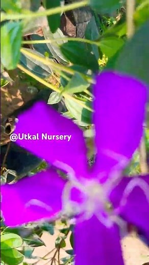 Purple Glory Tree !Princess Flower! Tipuchina! #Tipuchina plants care#
