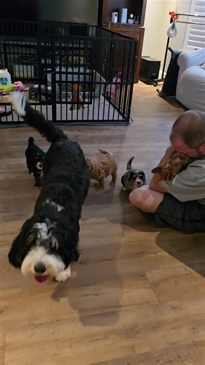 Meet Our Playful F1B Mini Bernedoodles!