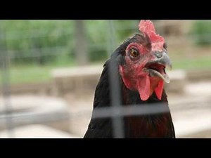 A weasel got in to the chicken coop!!