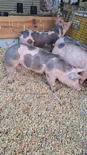 Juan Vazquez on Reels