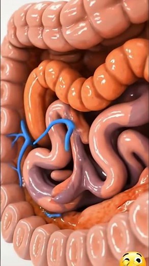 3D Animation of the Human Digestive System | Gut Health | BioCore Health USA