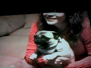Pug Crazy for AFV
