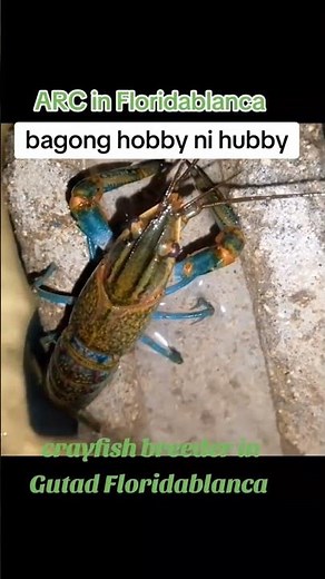 Crayfish farming at home