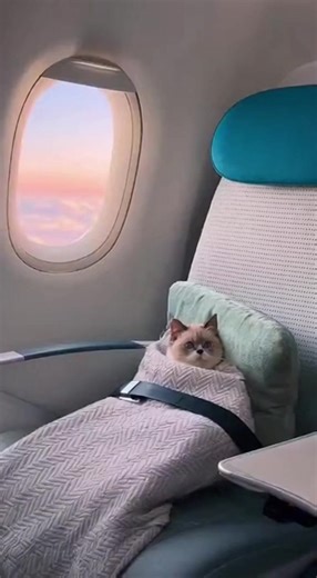 29K views · 305 reactions | VIP Cat service #cat #pets #fblifestyle | Pets Lovers | Facebook