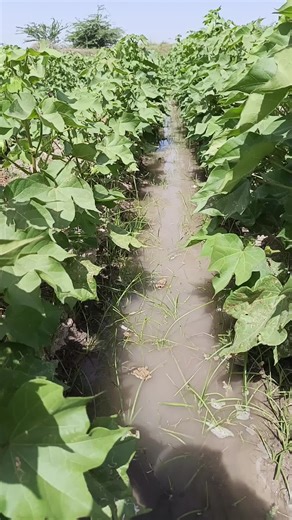 Exploring a Vibrant Vegetable Field in Rural Landscape