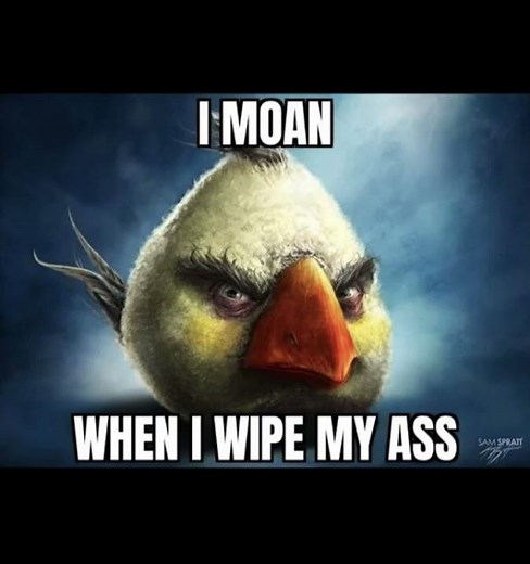 Angry bird memes i found in my @ss
