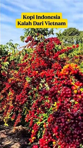 Indonesia Is Not the World's Coffee King⁉️ Surprising Facts About the World's Largest Coffee Prod...