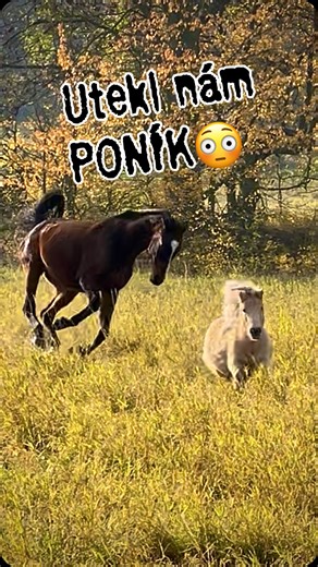 7.2K views · 2K reactions | Pro tyhle momenty žiju :) má zvířata mě baví každý den a jsem jim vděčná ❤️ všem, kteří se mnou kráčí tou hrbolatou cestou ale i těm, kteří už létají s andělskými křídly nahoře 殺 | Kristy. M Ranch | Facebook