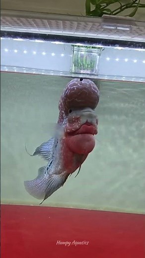 flowerhorn Massive humpy kamfa💥 || #kamfa #flowerhornfish #f2 #flowerhorngrooming #trendingshorts