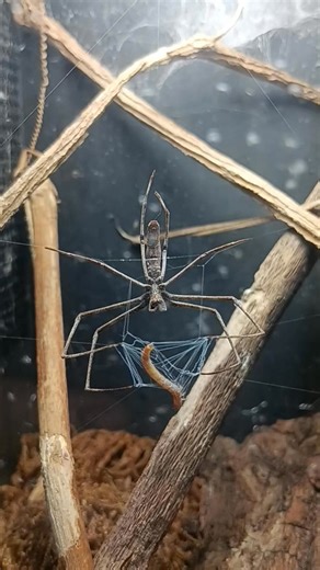 OGRE-FACED spider #fblifestyle #insects_of_our_world #insects #spider #arachnid #arachnids | Behind the Lens