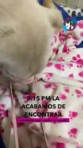 6.7M views · 486K reactions | A las 2 pm nos enviaron este desgarrador video, inmediato salimos a buscarla pero no la encontramos si no hasta las 8:15 pm, no paramos su búsqueda, por favor necesitamos 50 corazones que nos ayuden con 30 mil pesos, no podíamos dejarla a su suerte 梁 Bancolombia Ahorros 35270197653 NIT 901039372 Nequi 3118009018 Ahorro a la mano 13118239988 | Protección Animal MI MEJOR AMIGO - Chiquinquirá | Facebook