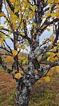 Pallas, Lapland – Autumn Colors 2025 #pallas #lapland #finnishsisu #autumn #finland #nature